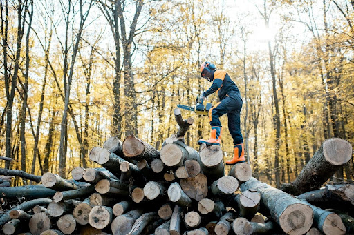 Devenir bucheron